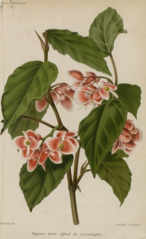 B. ‘Coccinea Comte Alfred de Limminghei’